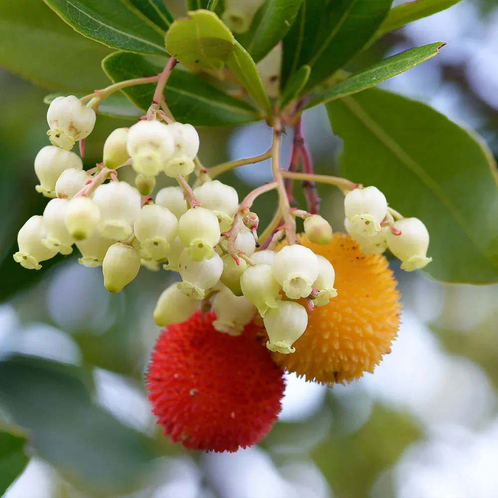 Decorative Strawberry Tree Artificial Fruit Plant for Home Interior Decor 1