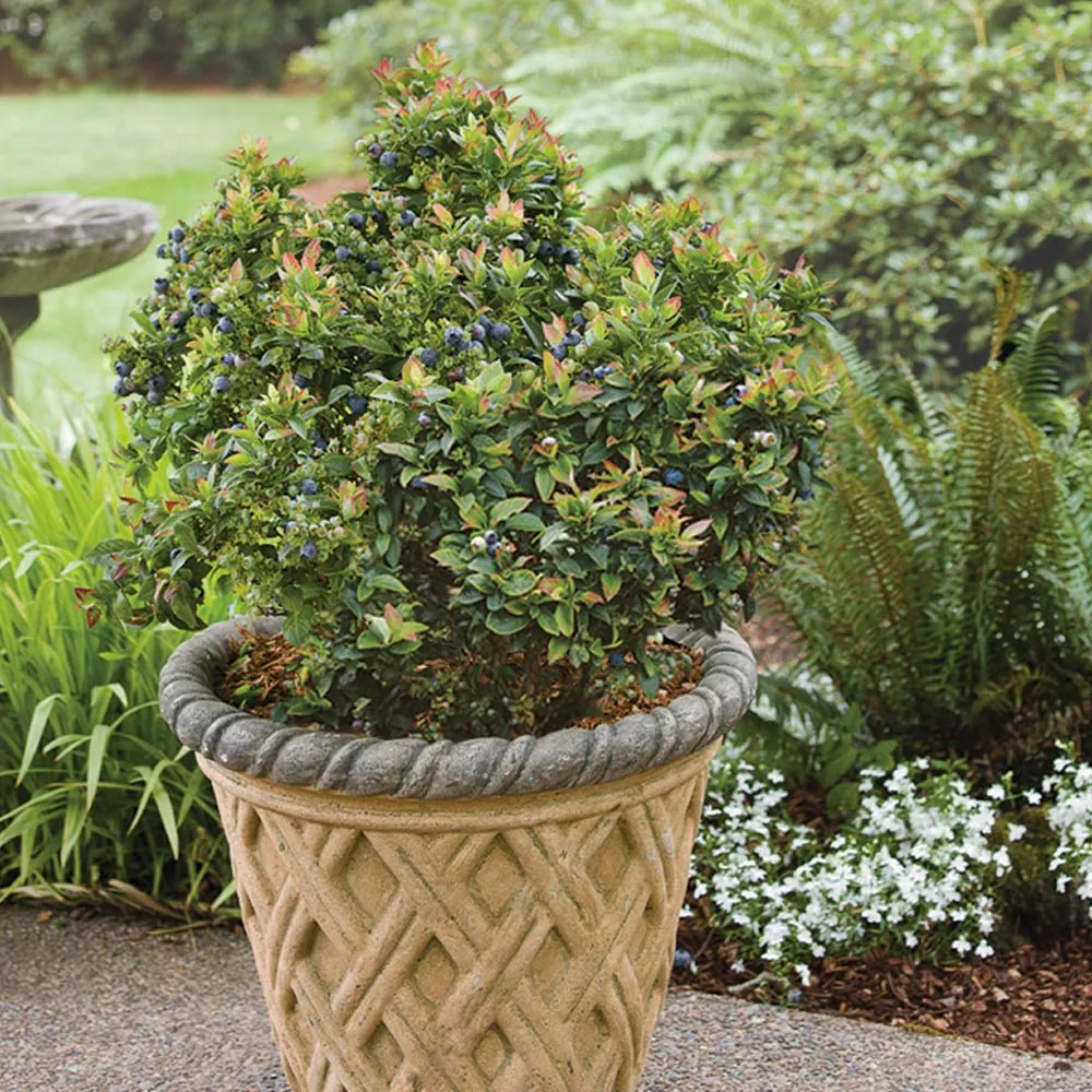 Bushel and Berry® Jelly Bean® Blueberry Bush - Compact Dwarf Fruit Shrub 5
