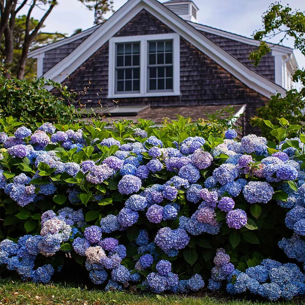 Endless Summer® The Original Reblooming Hydrangea Macrophylla Shrub