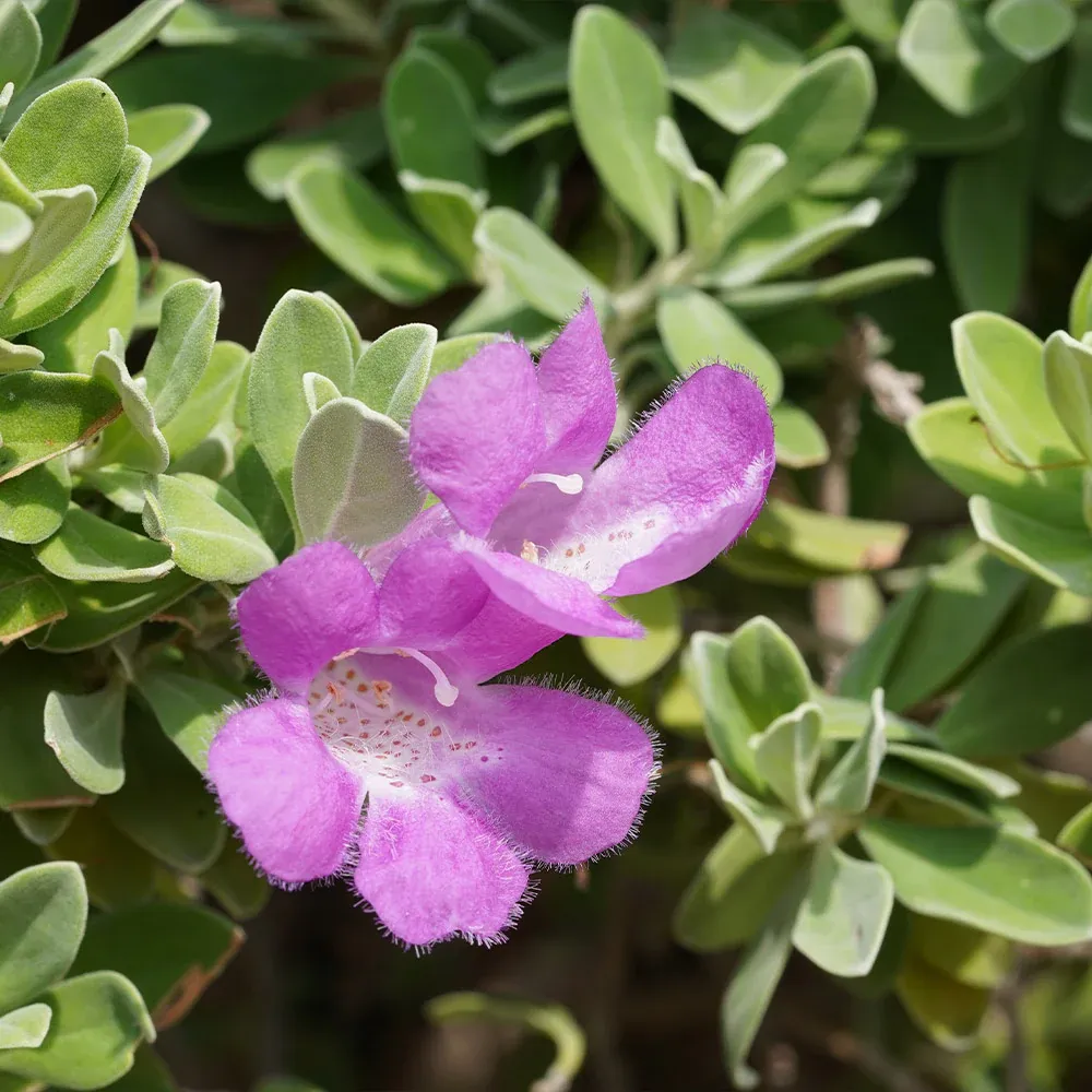Texas Sage Shrub (Leucophyllum frutescens) - Drought-Tolerant Flowering Landscape Plant 1