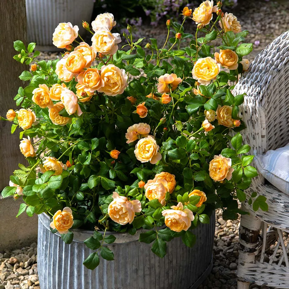 David Austin® Roald Dahl® Rose Shrub - Repeat Flowering Peach Garden Rose