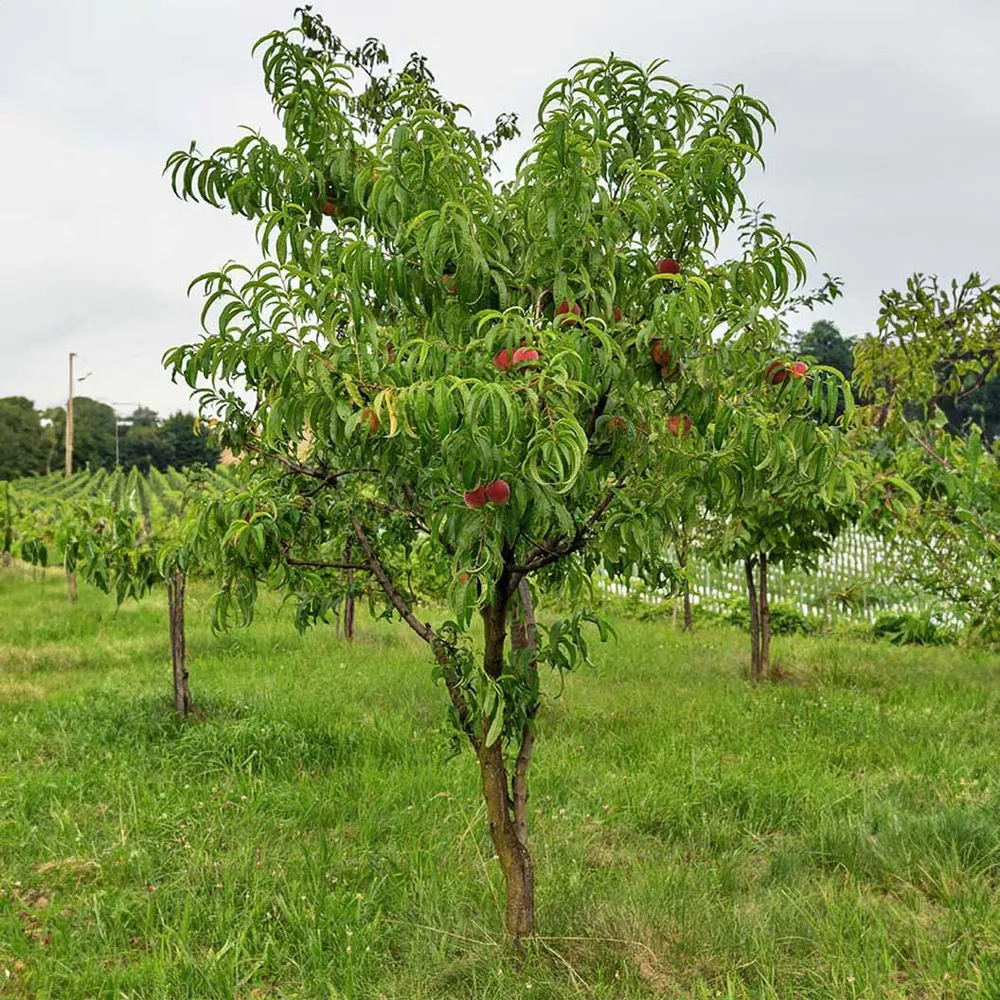 Harvester Peach Tree - Productive Fruit-Bearing Tree for Home Orchards 1