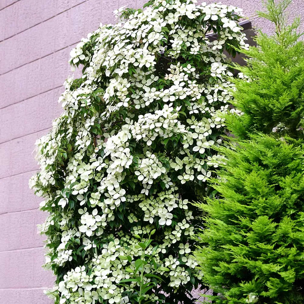Snow Tower Columnar Dogwood Tree - Upright Flowering Ornamental