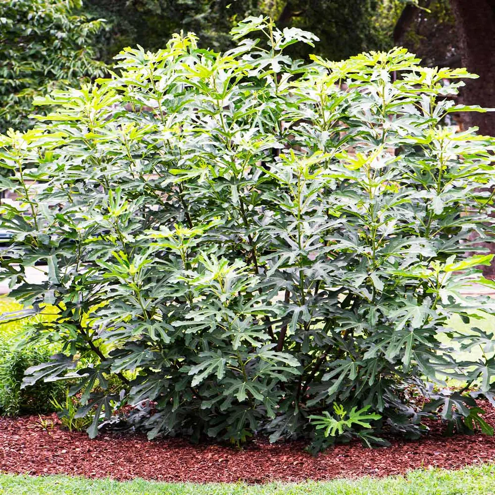 Olympian Fig Tree - Hardy Fruit-Bearing Fig Plant