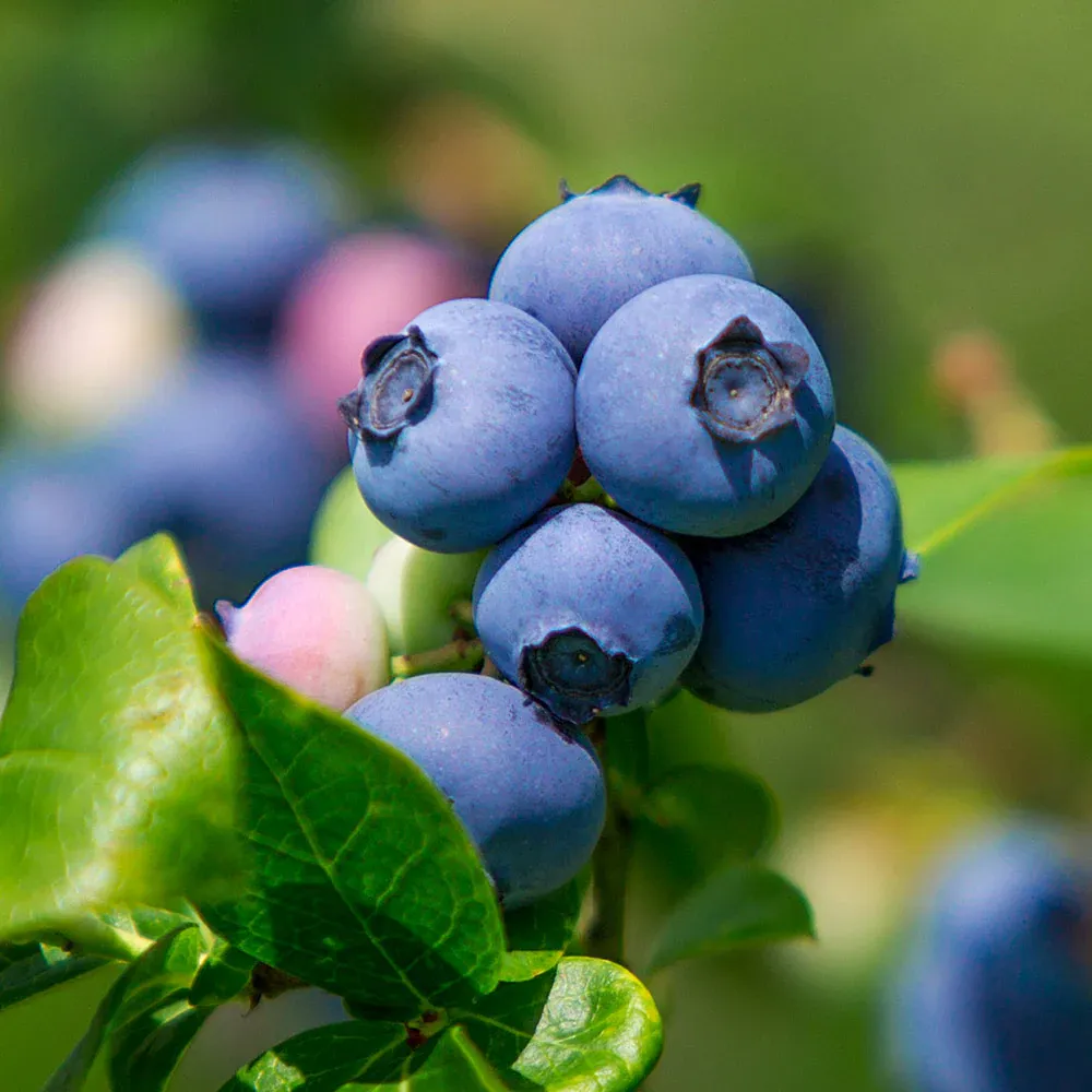 Vaccinium Corymbosum Legacy Shrub - Northern Highbush Blueberry Plant 1