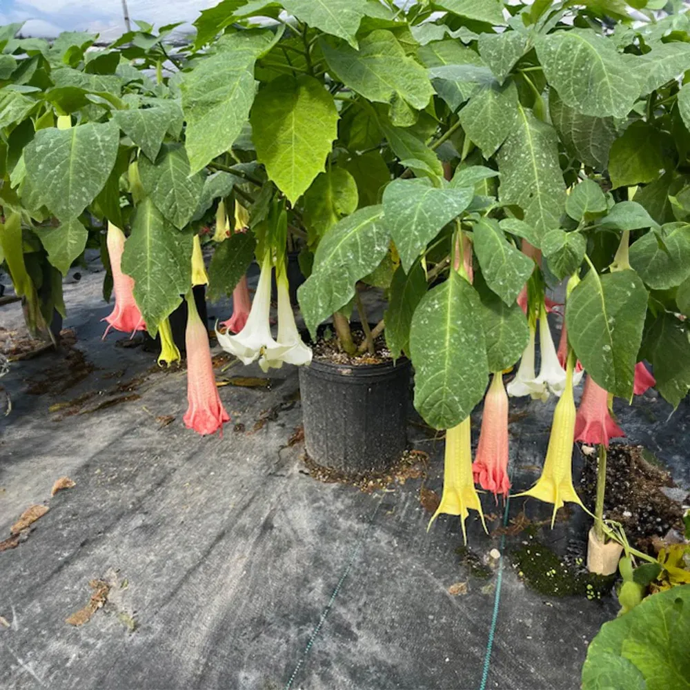 Multicolor Angel Trumpet Tree Seeds - Ornamental Brugmansia Flowering Plant 1