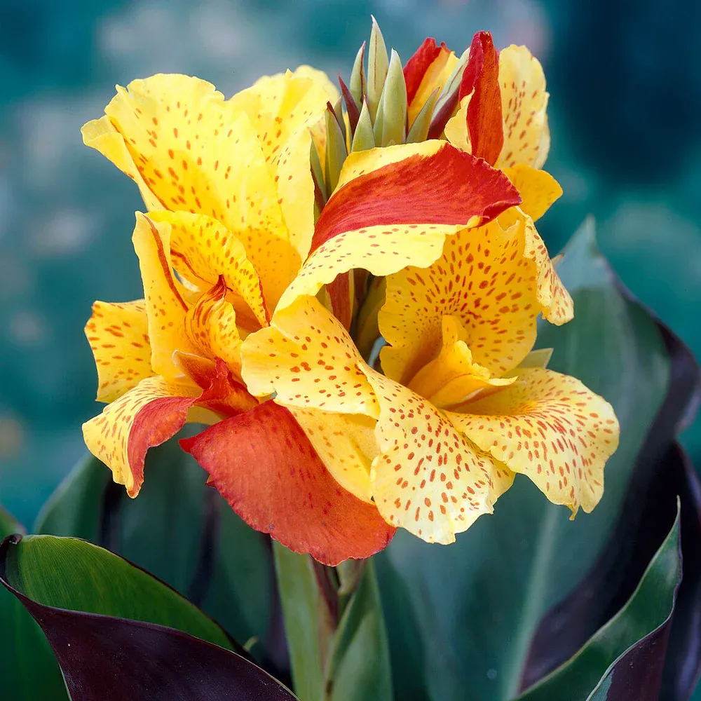 Cleopatra Canna Lily - Variegated Foliage with Bicolor Red and Yellow Flowers 1