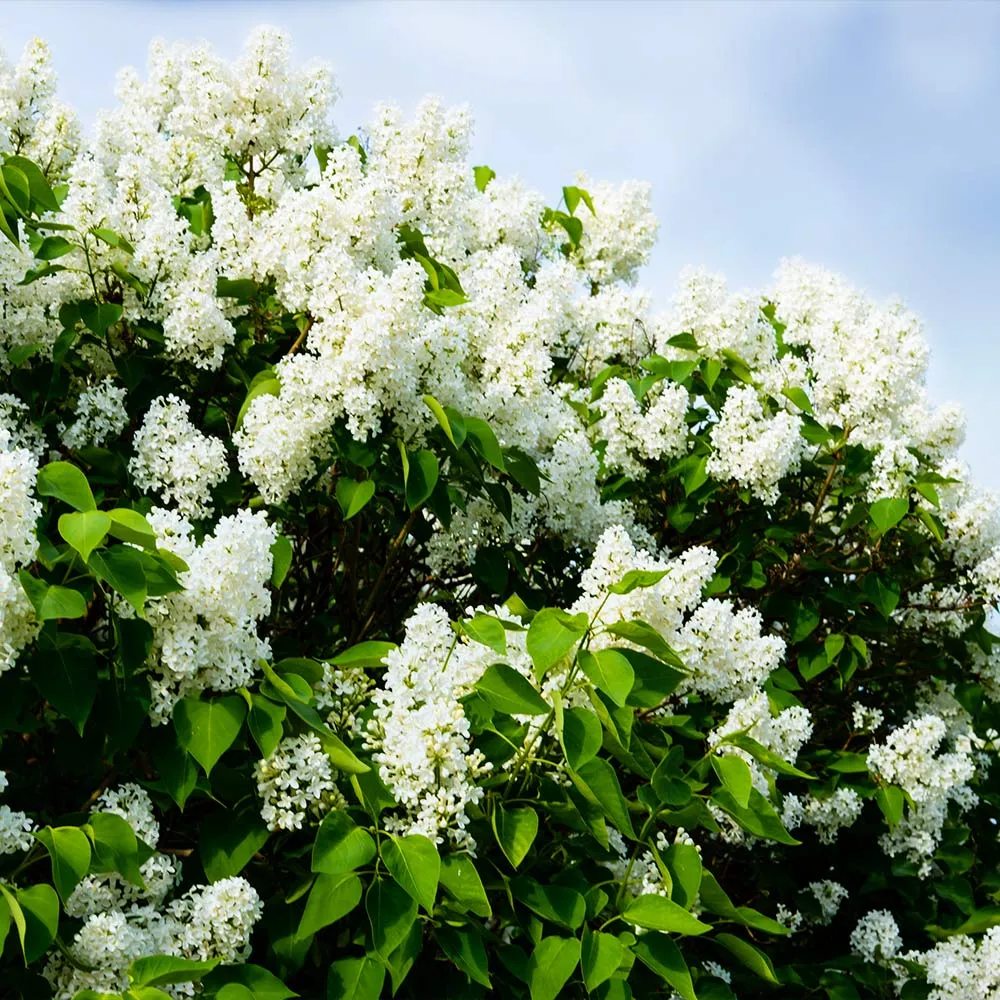 Ivory Silk Japanese Lilac Tree - Ornamental Flowering Deciduous Specimen 2
