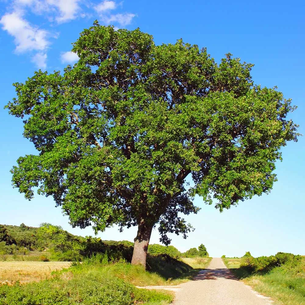 Artificial White Oak Tree - Realistic Indoor Decorative Potted Plant 1