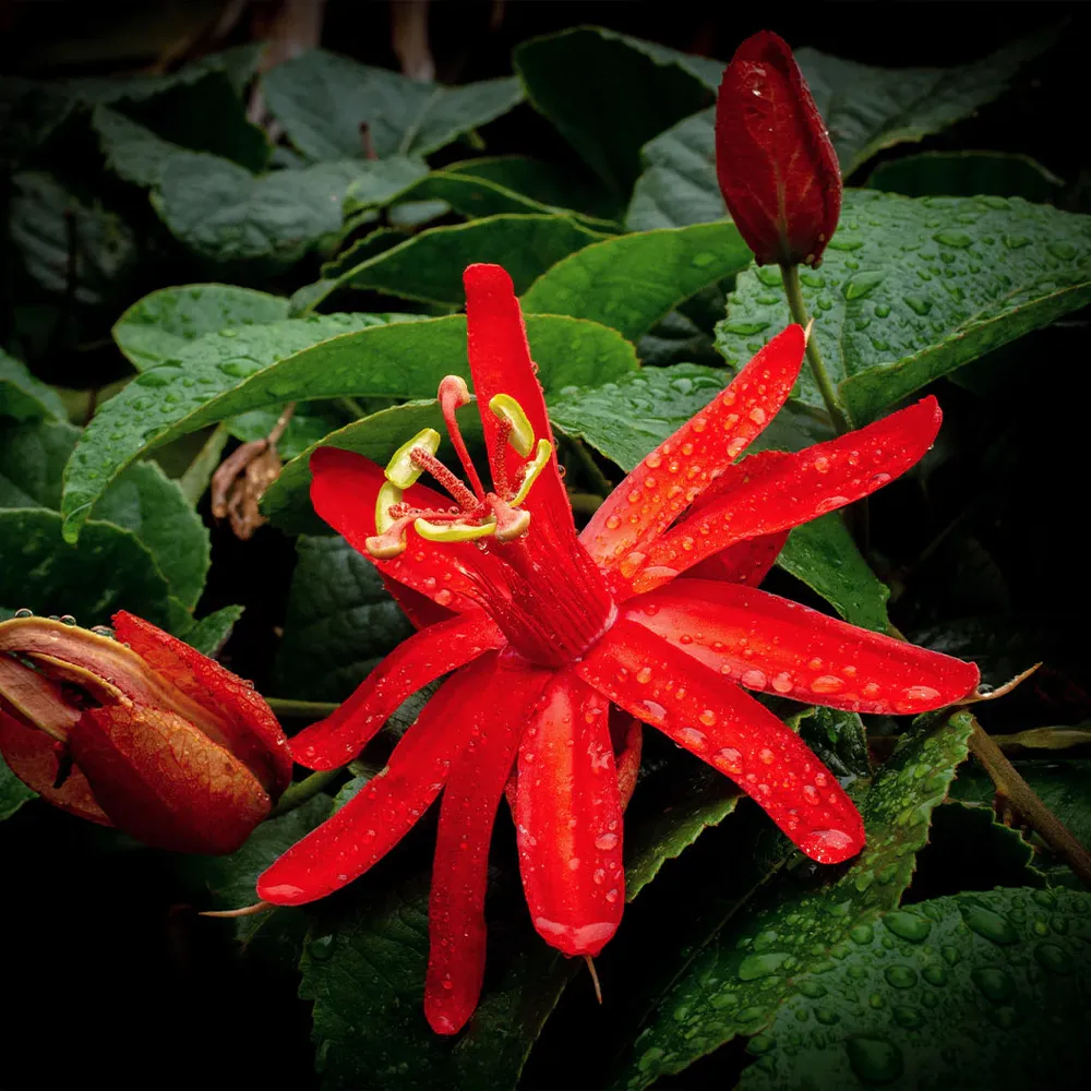 Red Passion Flower (Passiflora Coccinea) Exotic Climbing Vine 1