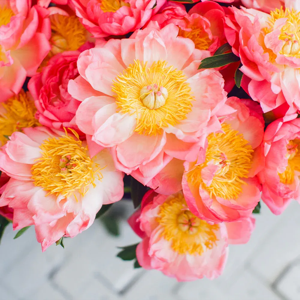 Coral Charm Peony Realistic Artificial Floral Decoration 2