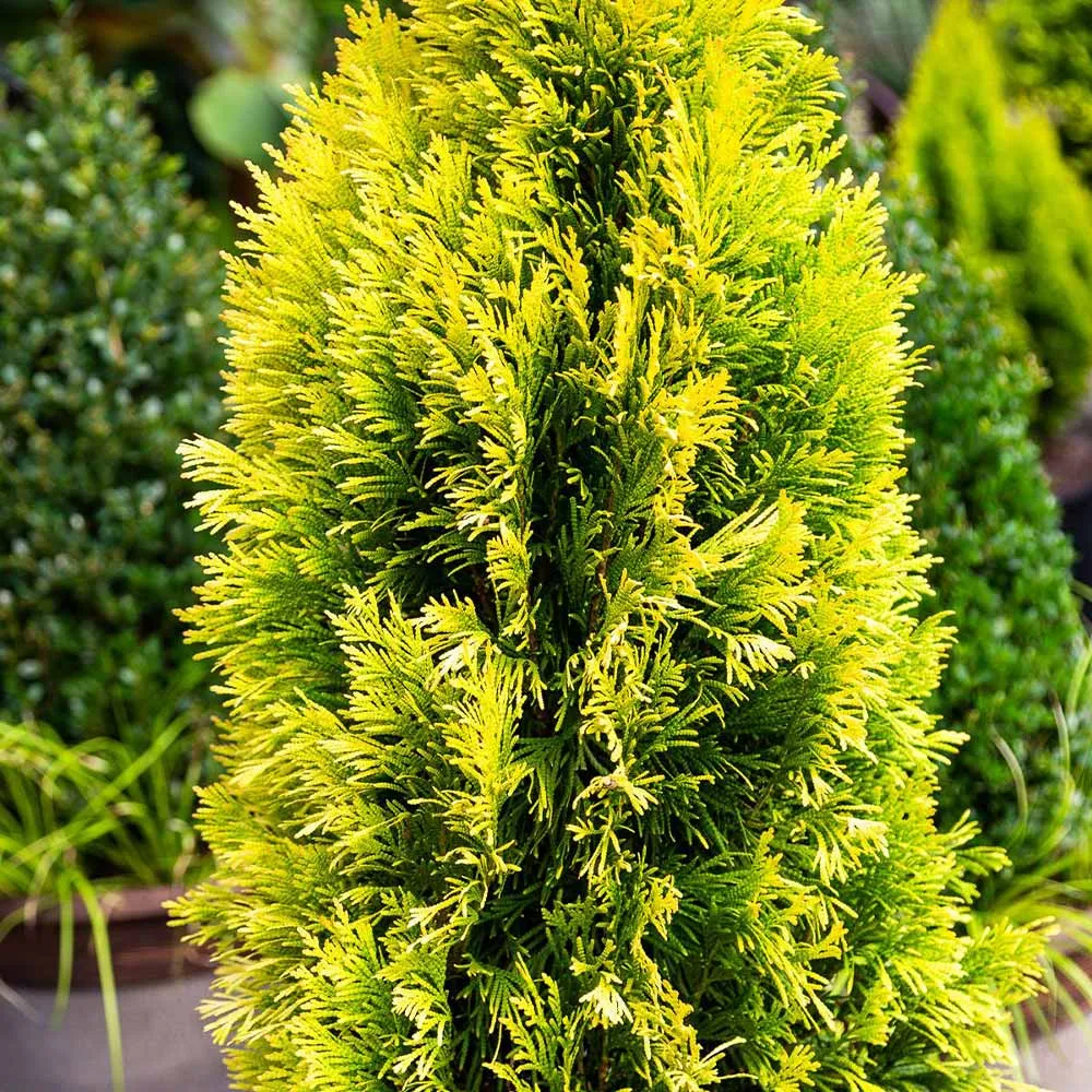 Southern Living® Forever Goldy™ Arborvitae Tree - Golden Evergreen Shrub 2