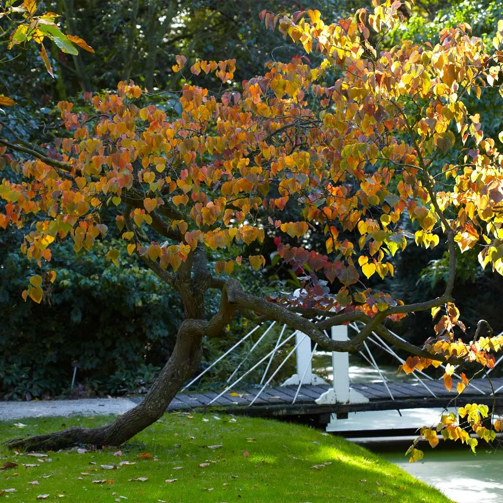 Forest Pansy Redbud (Cercis canadensis 'Forest Pansy') Ornamental Deciduous Tree 3