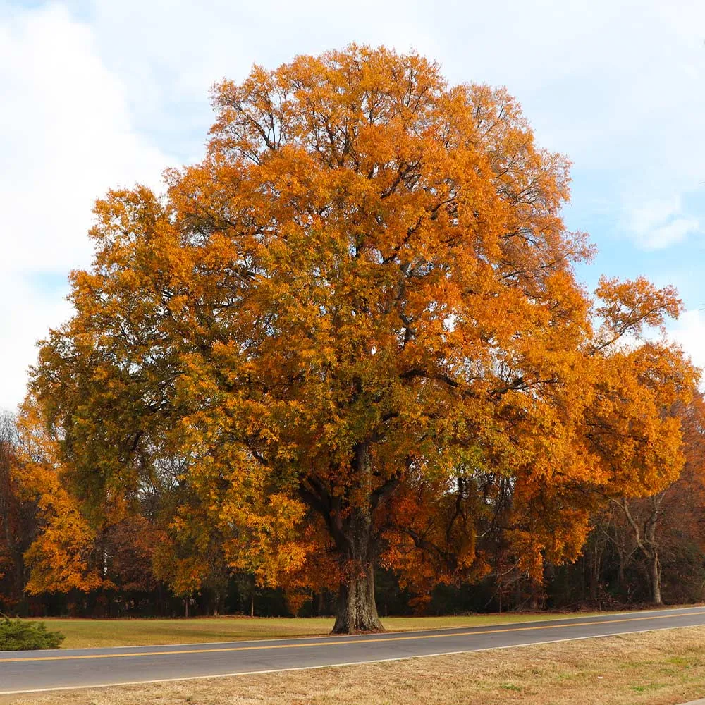 Realistic Willow Oak Tree for Indoor Home and Office Decor 2
