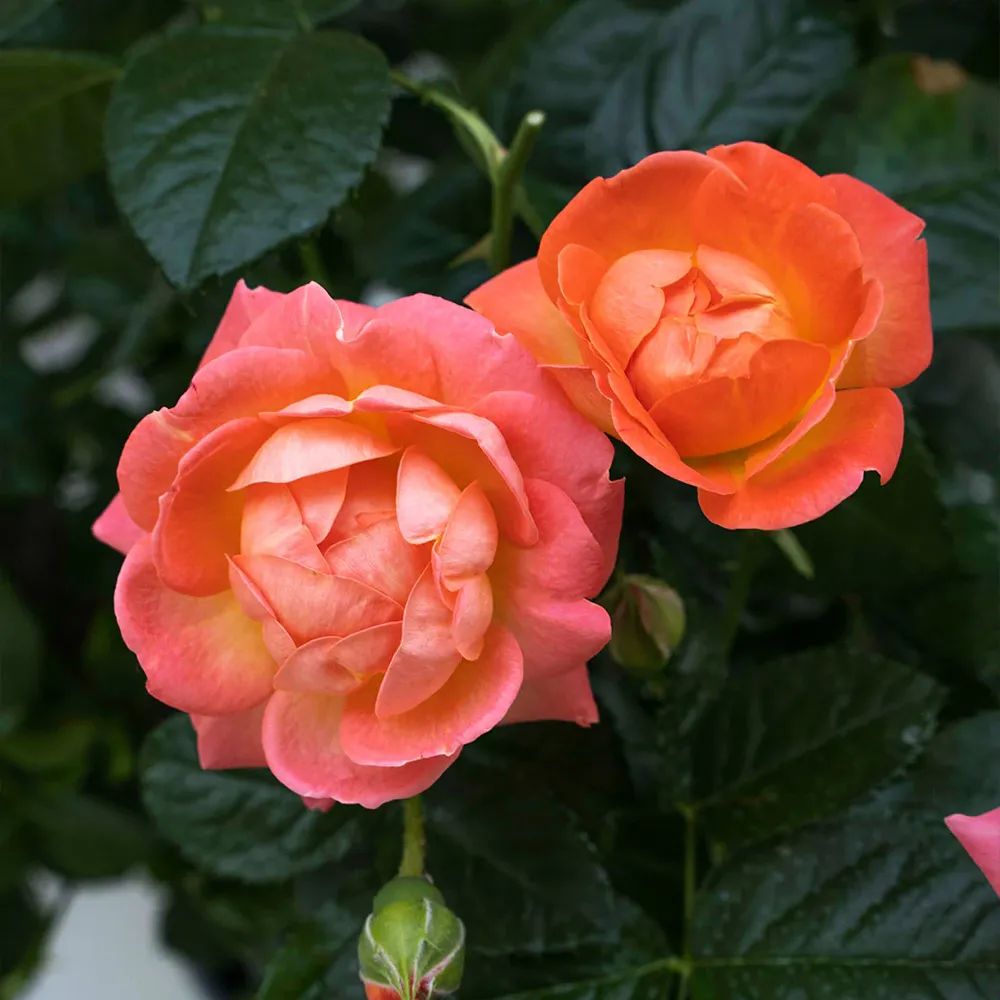Orange Glow Knock Out Rose Tree - Continuous Blooming Flowering Shrub 2