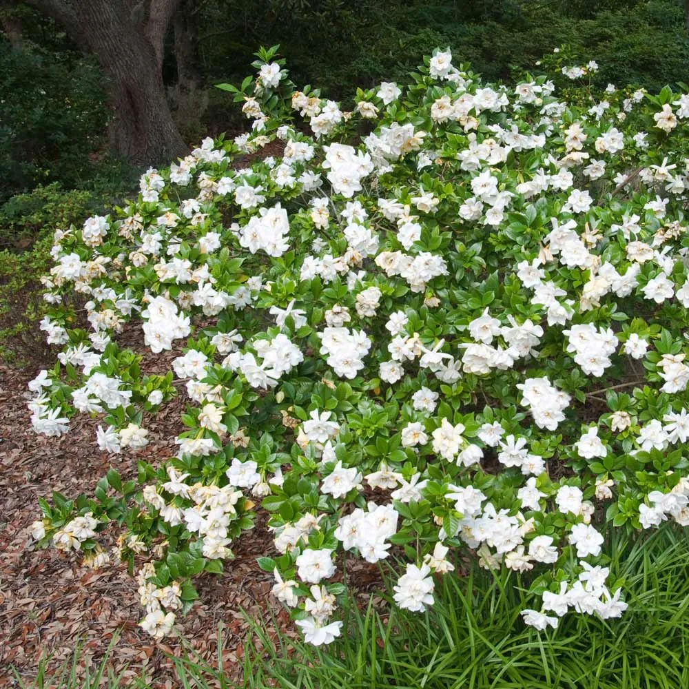 Frost Proof Gardenia Shrub - Cold Hardy Evergreen Flowering Plant 2