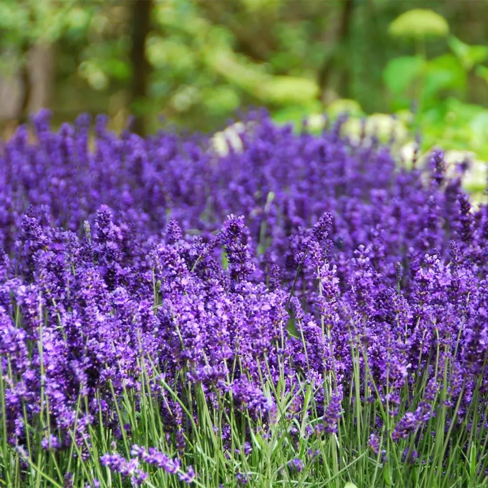 Hidcote Purple Lavender Plant - Compact Hardy Perennial Herb