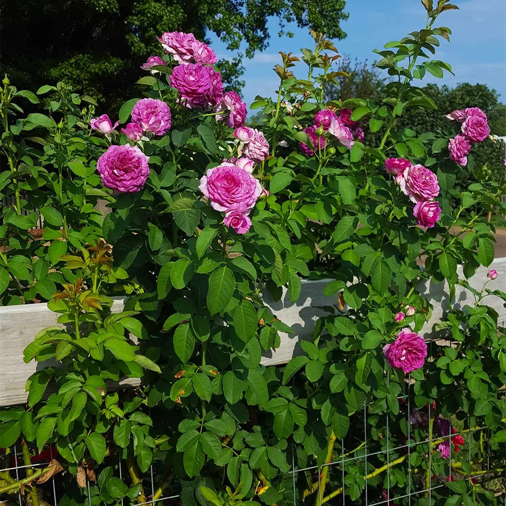 Lavender Crush Climbing Rose - Fragrant Repeat-Blooming Climbing Rose 1