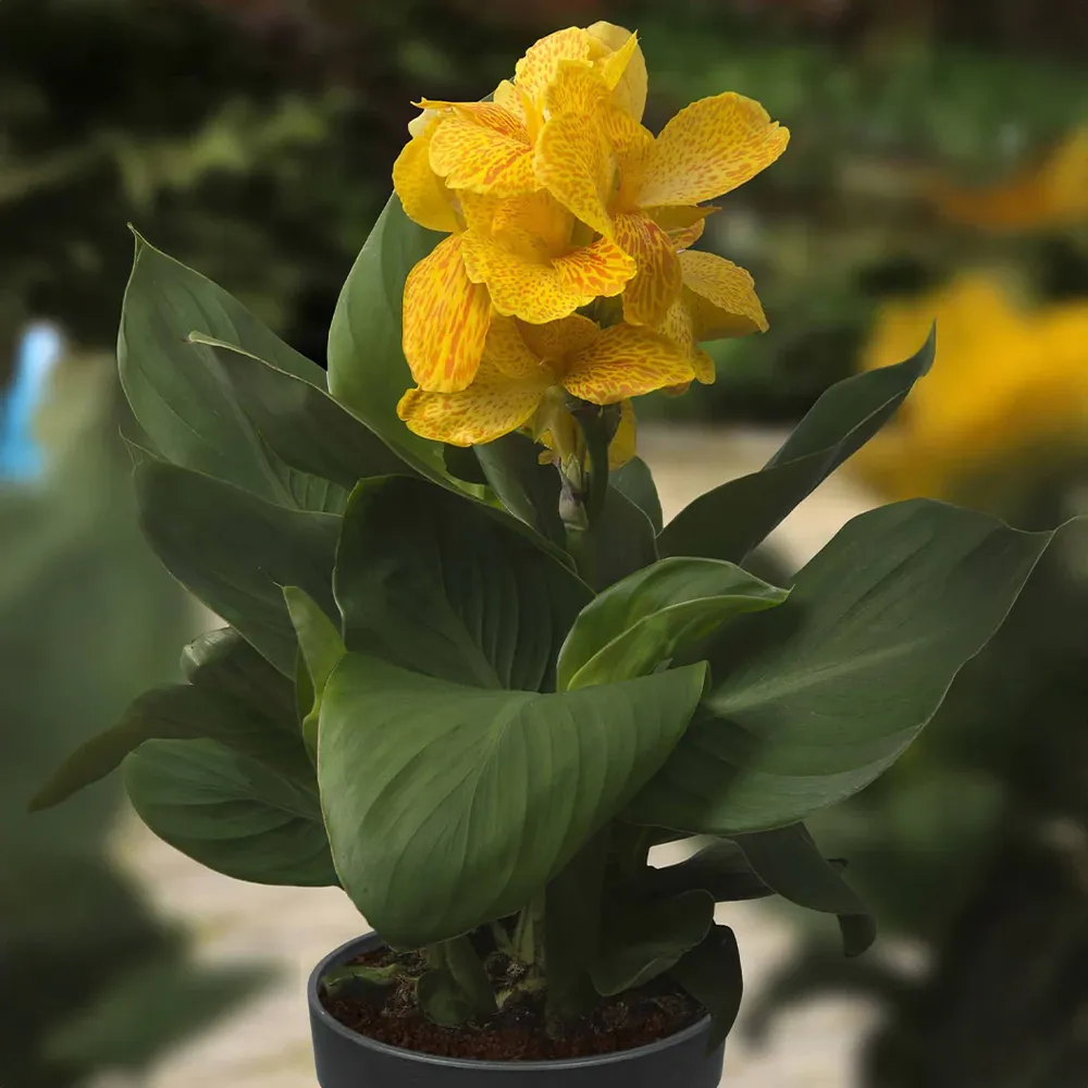 Cannasol™ Happy Emily® Canna Lily Plant 1