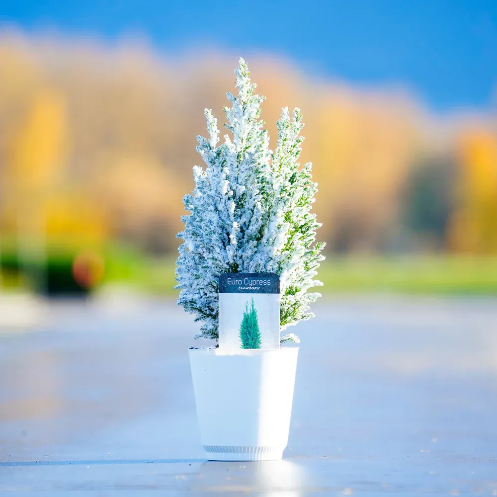 Tabletop Lawson Cypress Miniature Evergreen Bonsai
