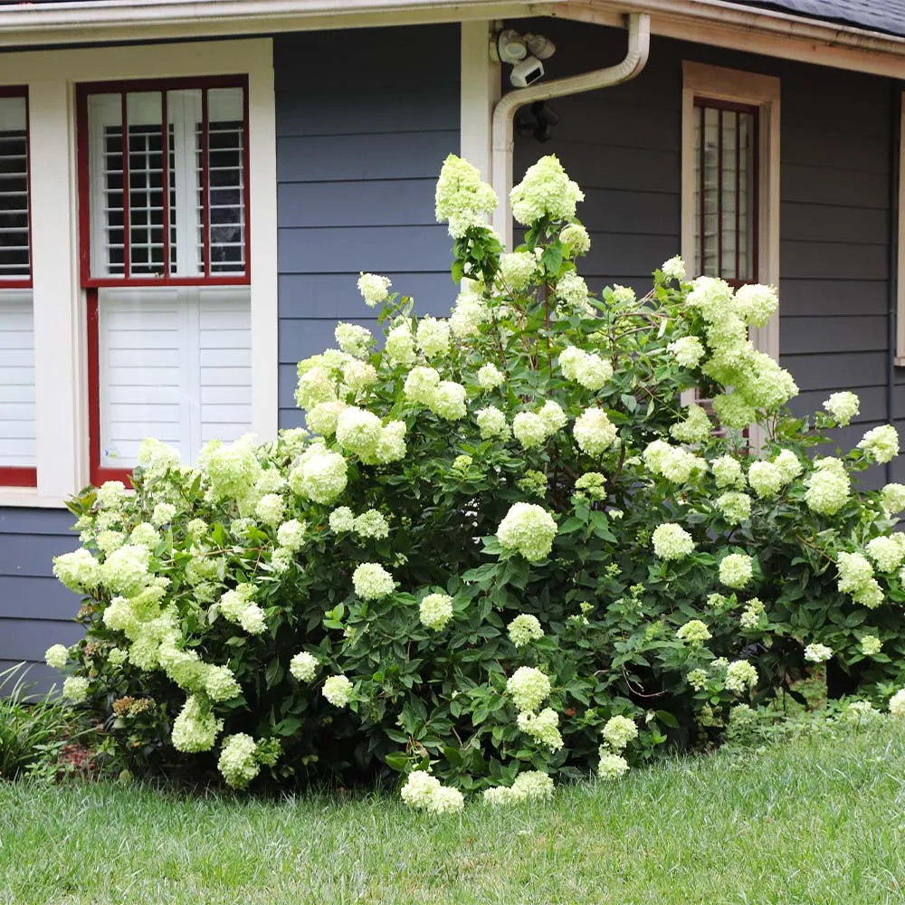 Proven Winners® Limelight Hydrangea Shrub - Hardy Panicle Hydrangea 3