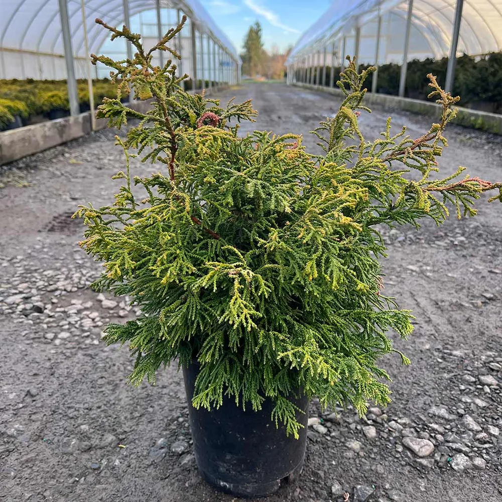 Sunny Swirl Hinoki Cypress Tree - Spiral Topiary Ornamental Evergreen 2