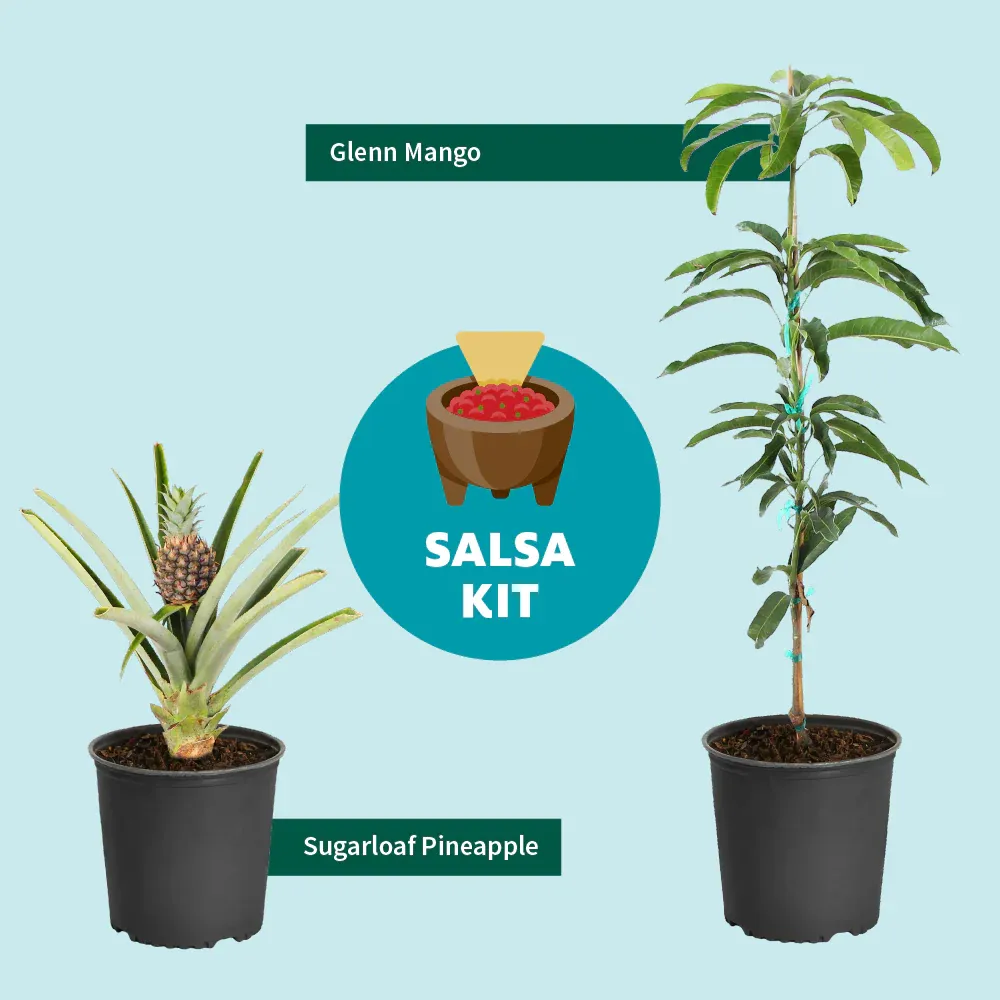 Glenn Mango Tree - Live Tropical Fruit Plant for Home Gardening 6