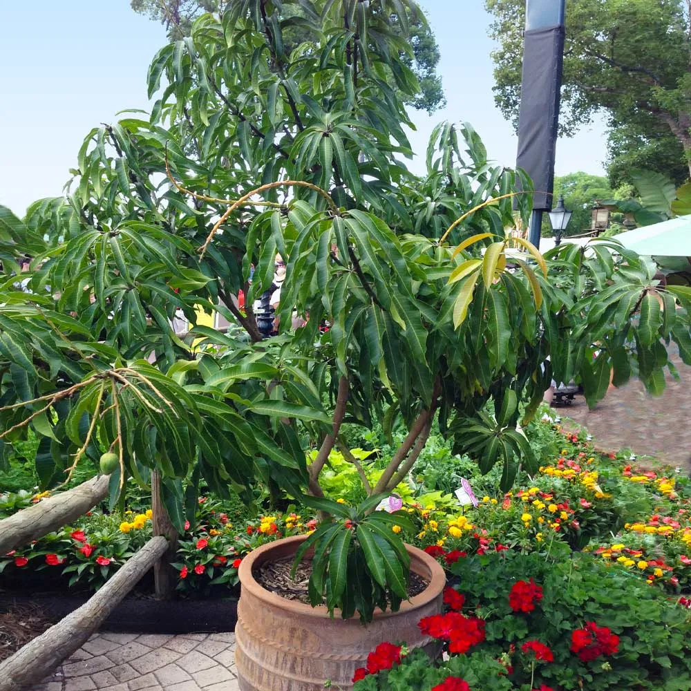 Glenn Mango Tree - Live Tropical Fruit Plant for Home Gardening 1