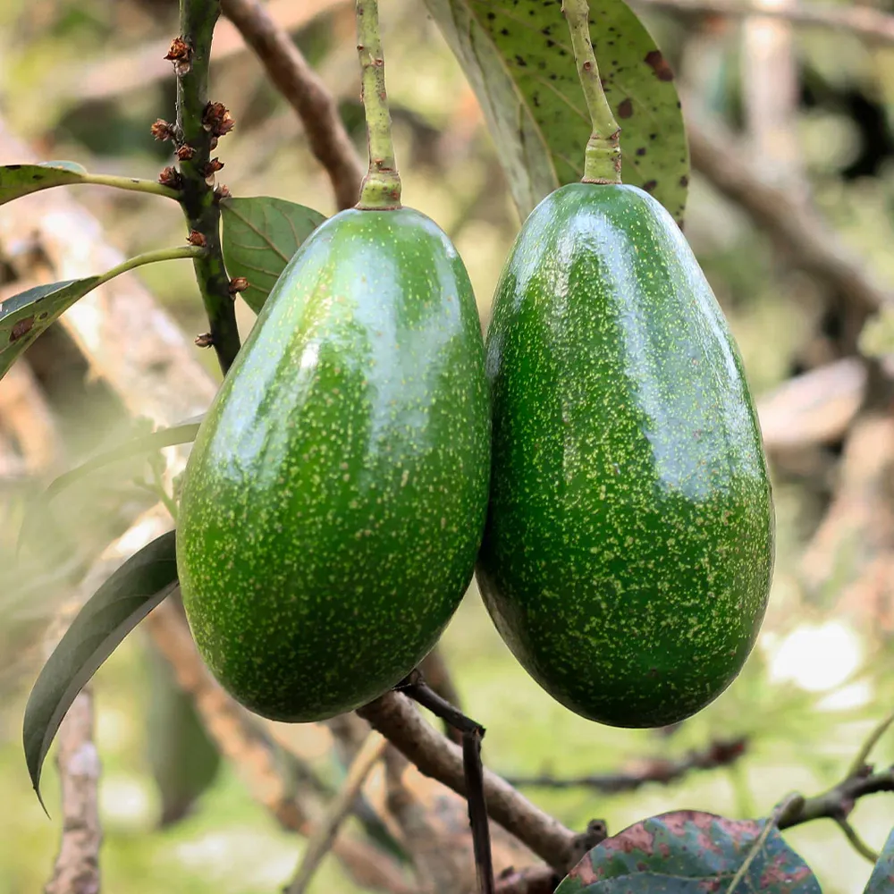 Pancho Avocado Silicone Food Hugger - Produce Preservation Tool