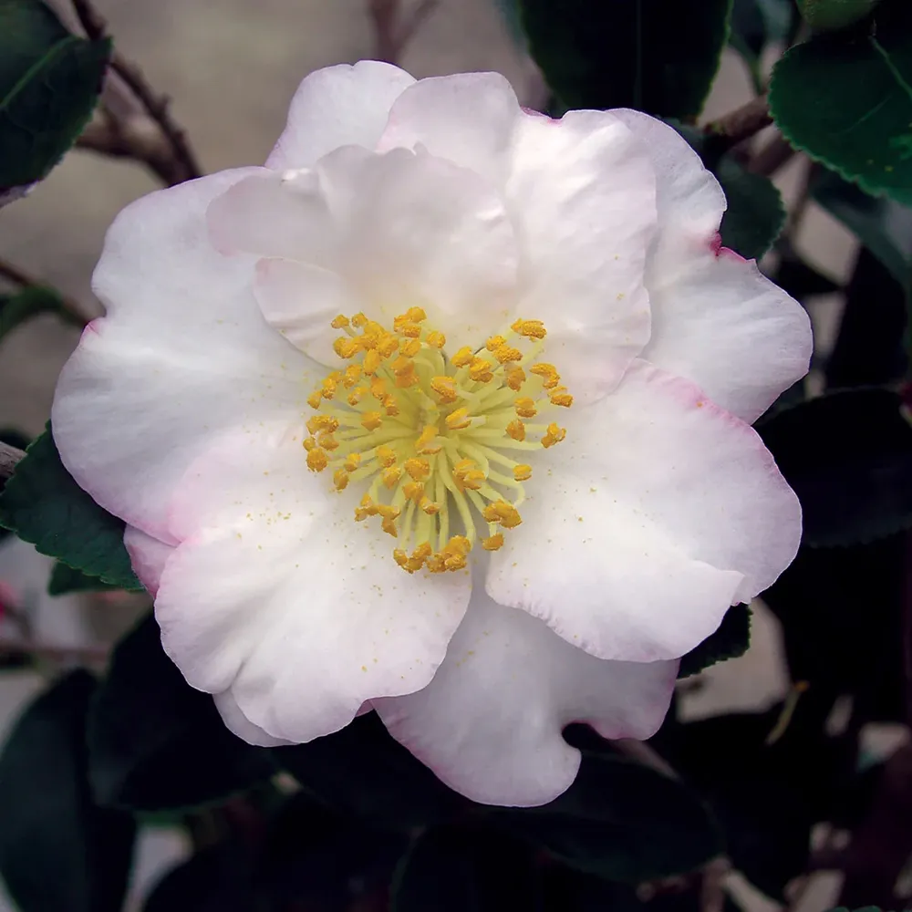 Setsugekka Camellia Floral Decorative Accessory 1