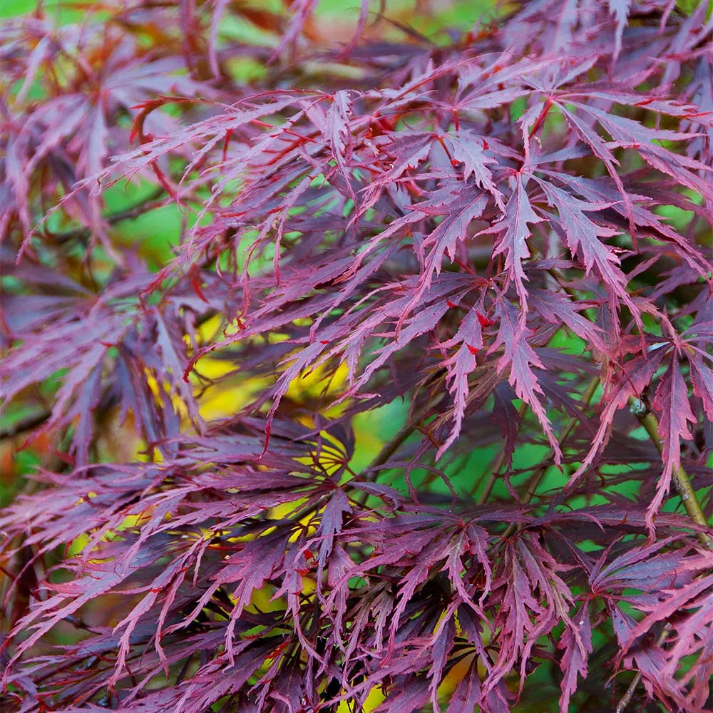 Tamukeyama Japanese Maple Tree - Weeping Laceleaf Ornamental Shrub 3