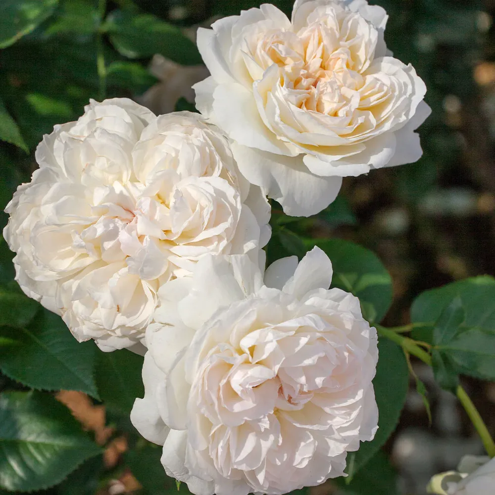 Bolero Floribunda Rose - Fragrant White Shrub Rose 1