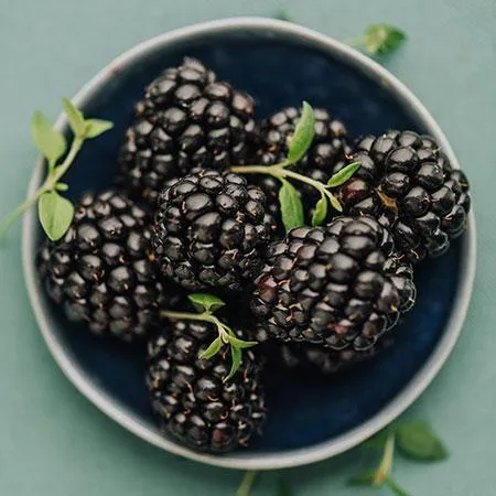 USDA Organic Thornless Blackberry Bush for Home Gardening 2