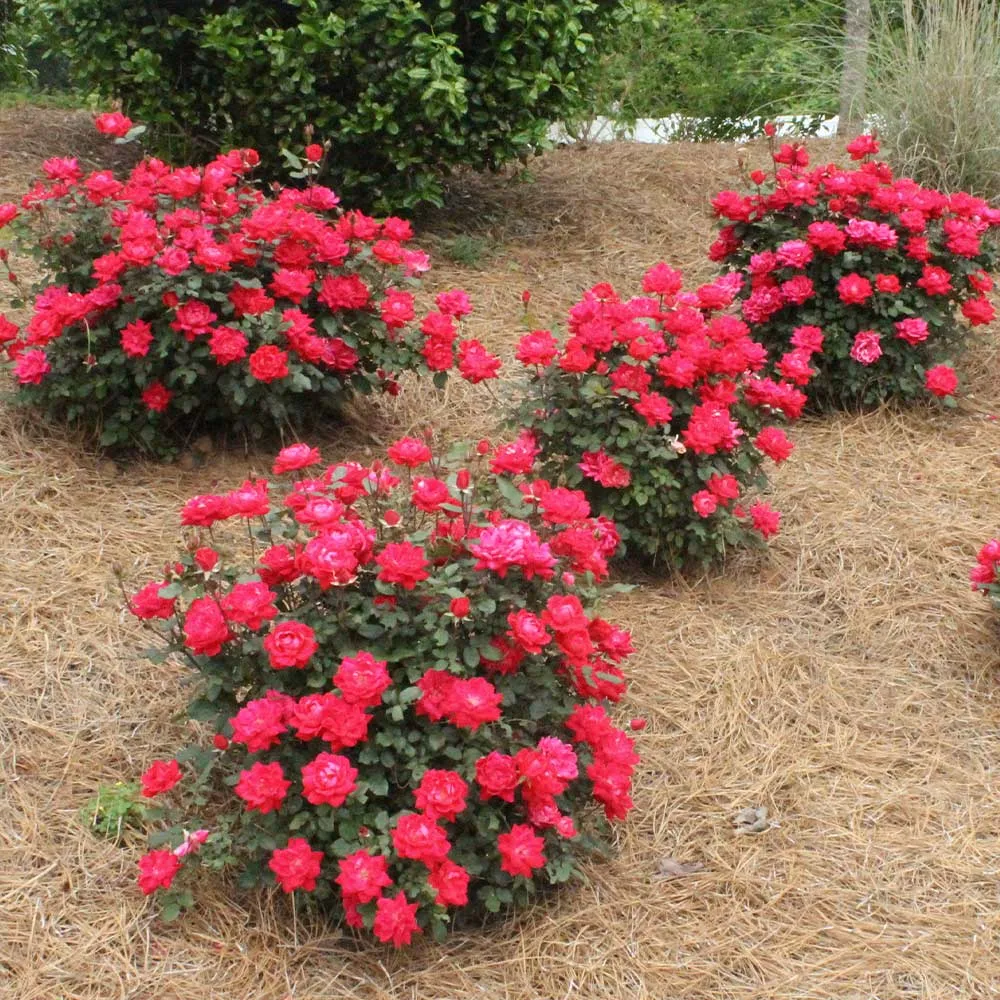 Double Knock Out® Rose Shrub - Continuous Blooming Landscape Plant 4