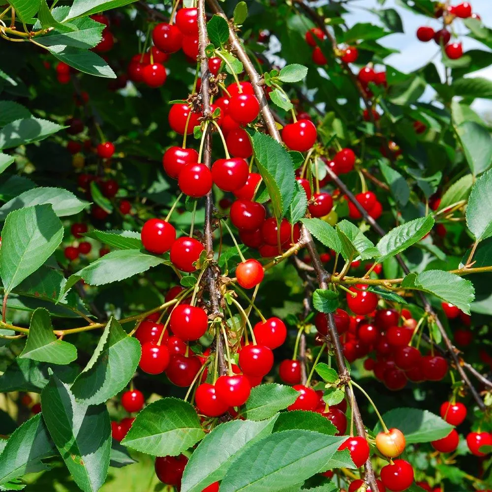 Sweetheart Cherry Tree - Self-Fertile Fruit Bearing Sapling 1