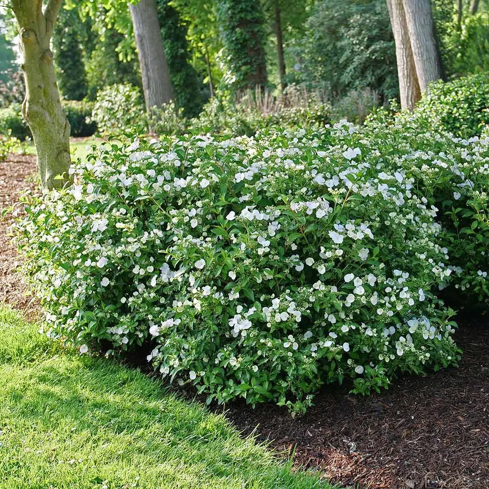 Proven Winners® Fairytrail Bride® Cascade Hydrangea - Trailing Flowering Shrub 2