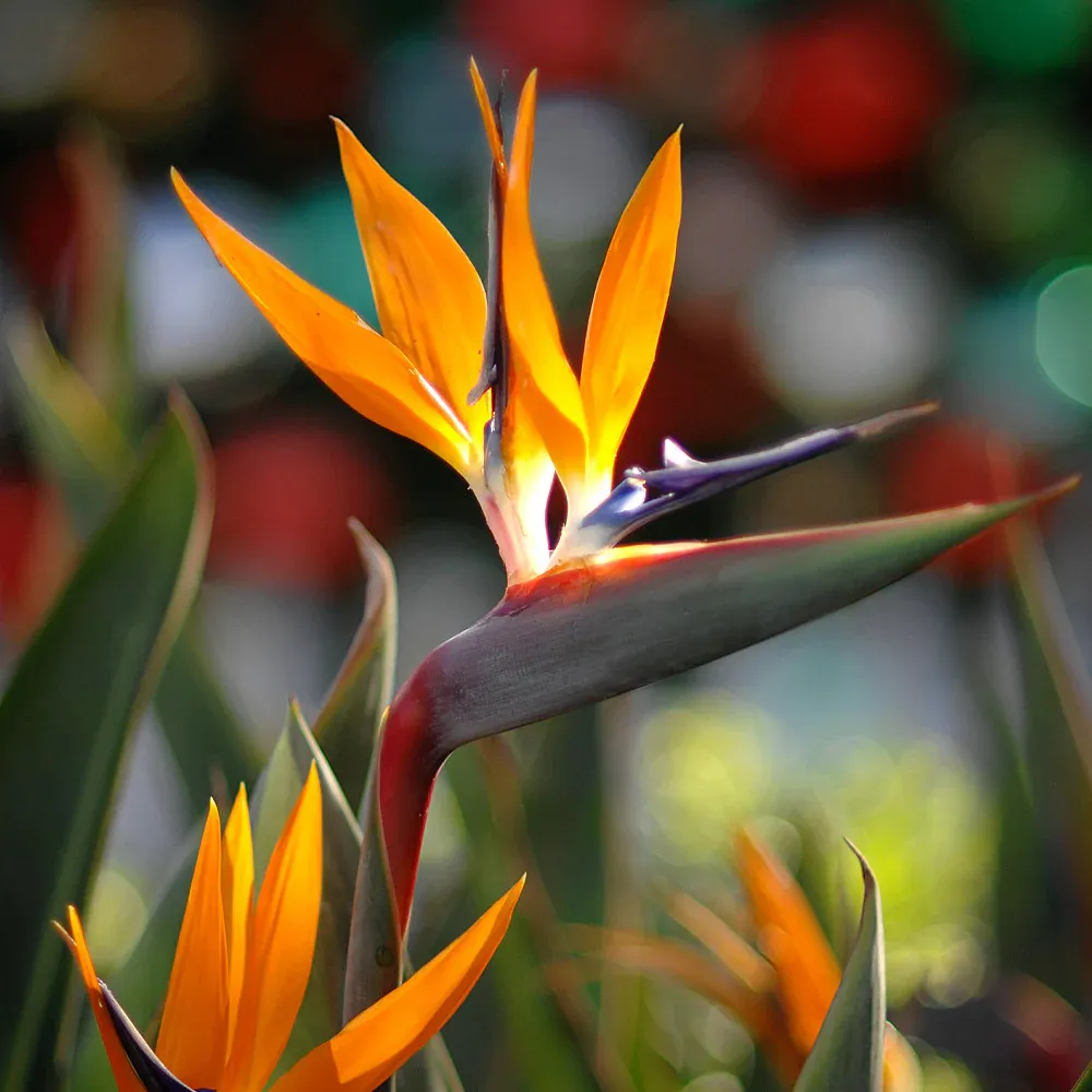 Orange Bird of Paradise (Strelitzia Reginae) Tropical Indoor Potted Plant