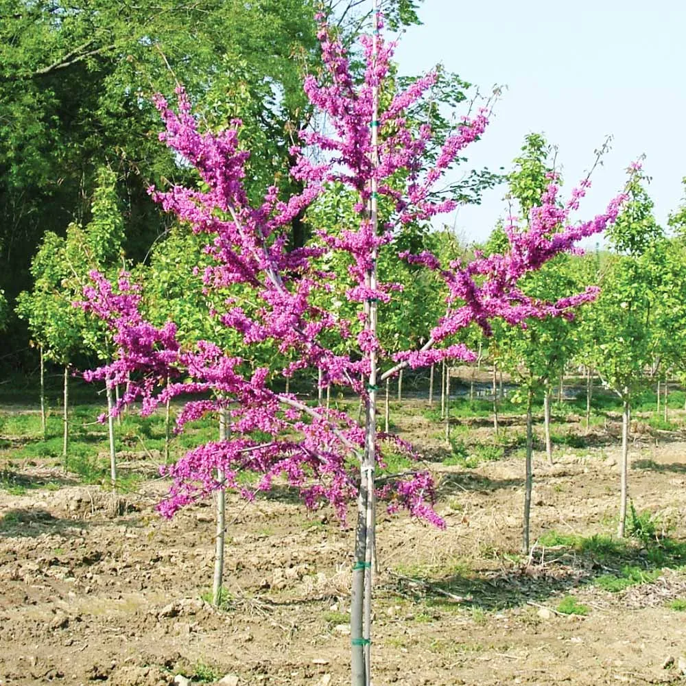 Luscious Lavender™ Redbud Tree (Cercis canadensis) 1