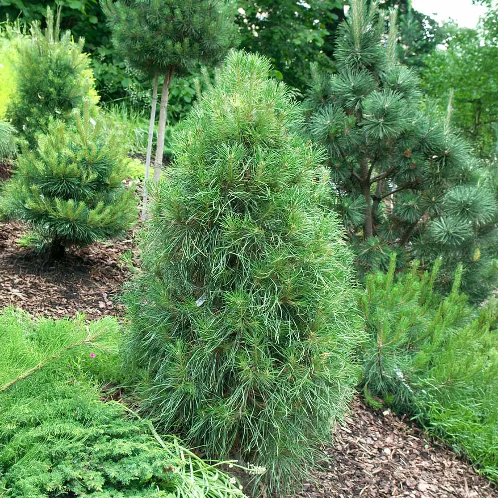 Green Scotch Pine Artificial Christmas Tree with Realistic Needle Texture