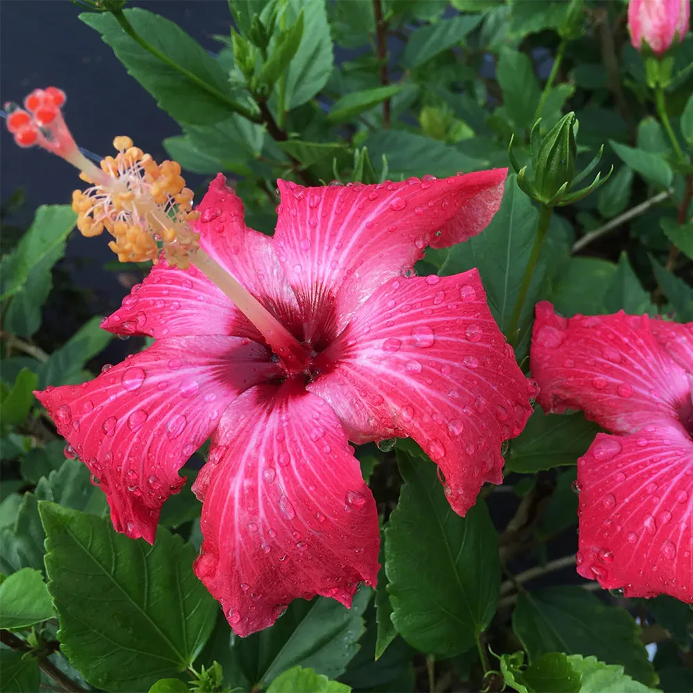 Painted Lady Hibiscus Bush - Ornamental Flowering Garden Shrub