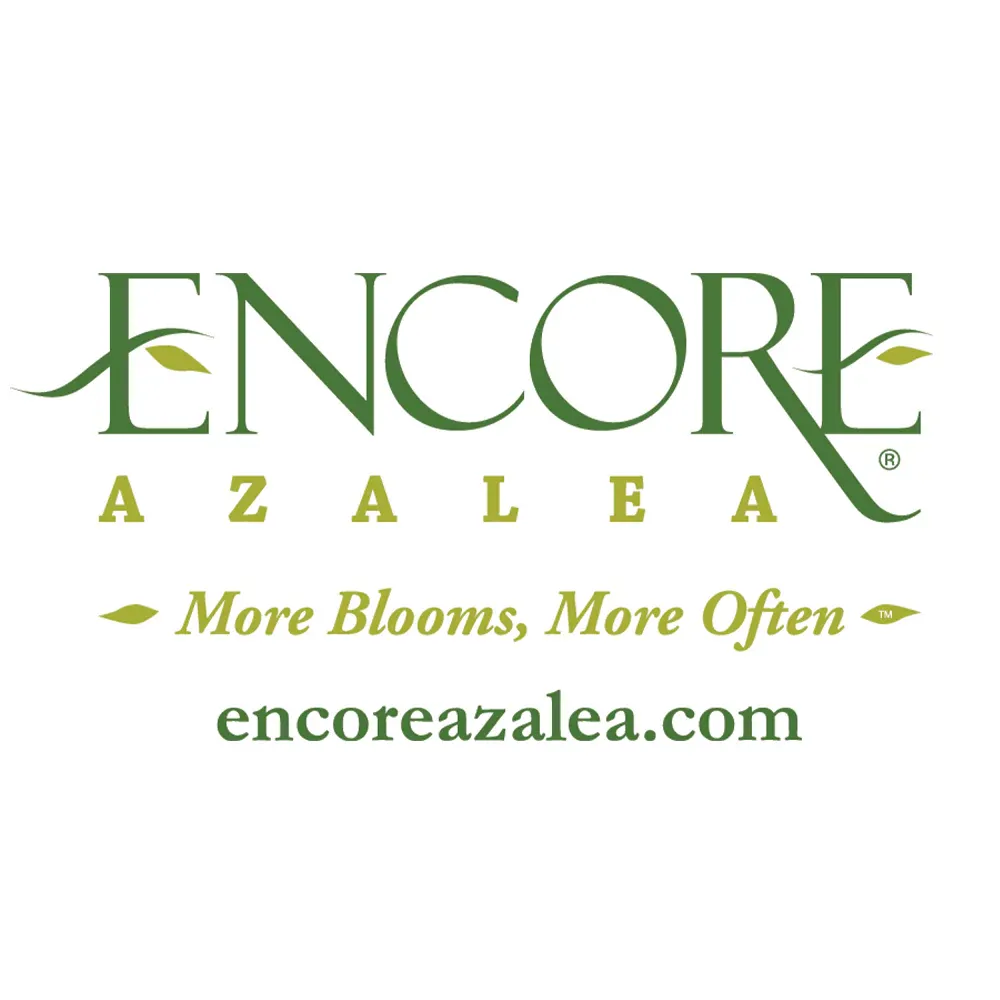 Autumn Embers Encore Azalea Shrub - Reblooming Evergreen Landscape Plant 4