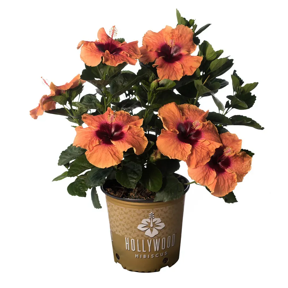 Disco Diva™ Hollywood® Hibiscus Tropical Flowering Shrub 1