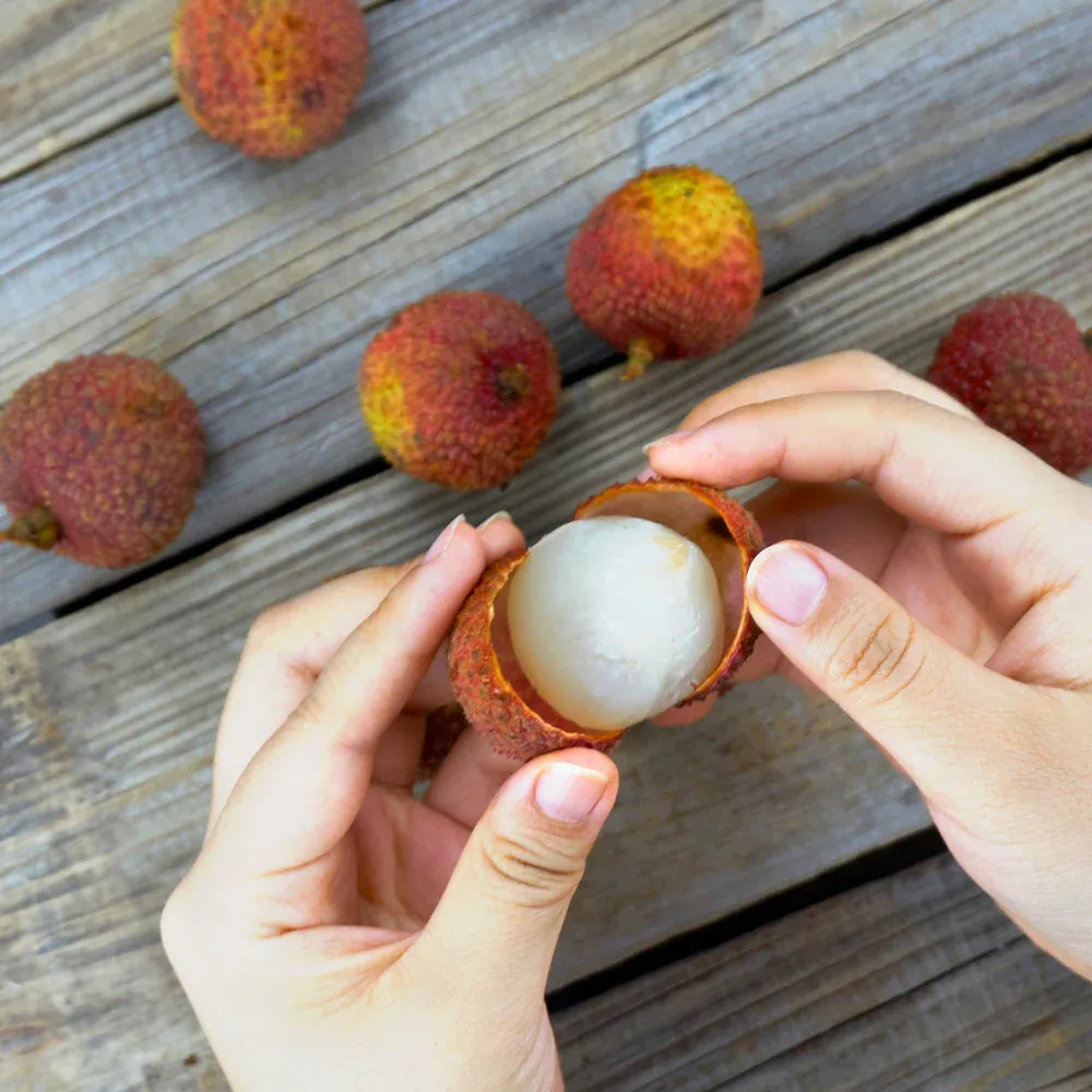 Emperor Lychee Tree - Live Fruit-Bearing Tropical Plant 1