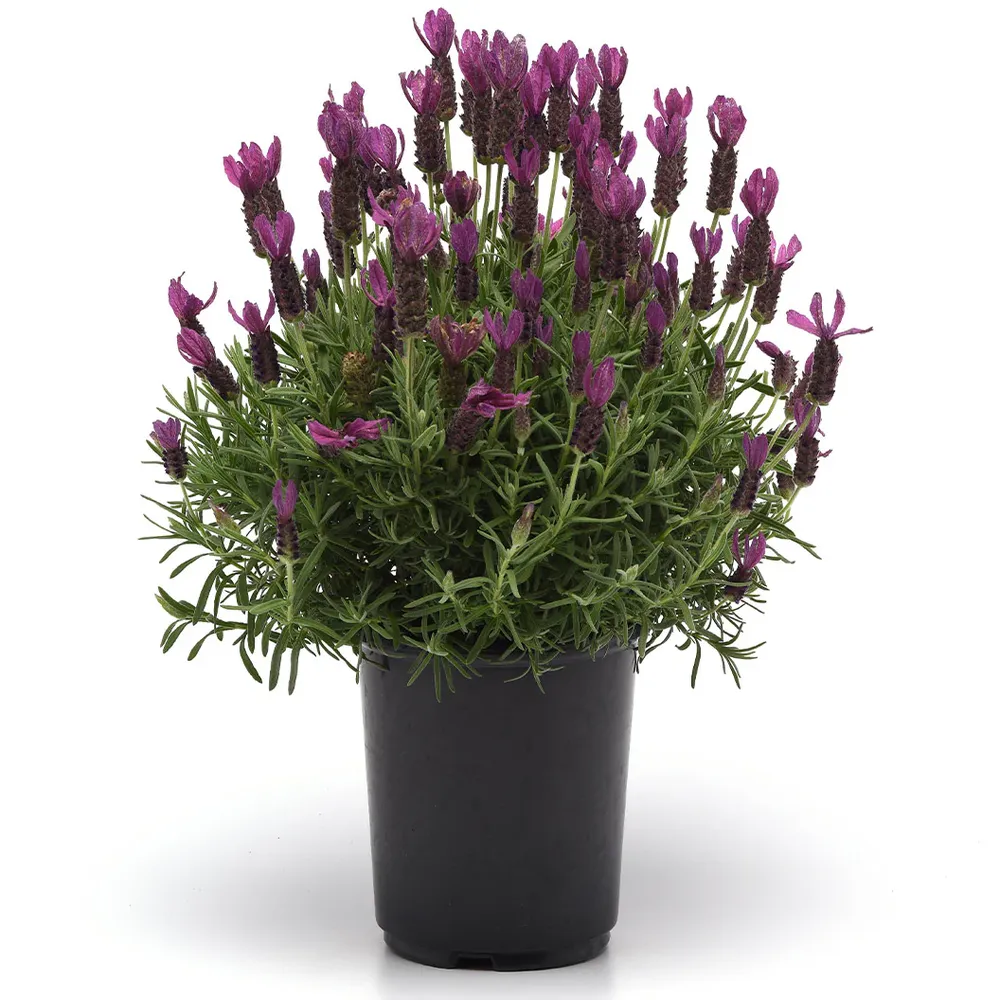 Primavera Spanish Lavender Plant - Drought-Tolerant Flowering Perennial 3
