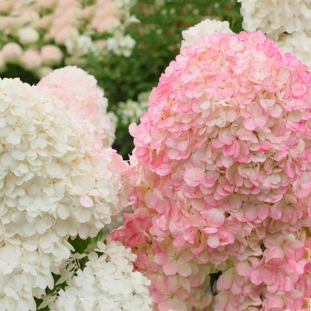 Vanilla Strawberry Hydrangea Tree - Color-Changing Paniculata Flowering Shrub 1