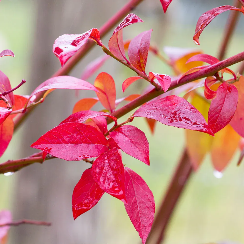 Premier Blueberry Bush - Hardy Fruit-Bearing Shrub for Home Gardens 3