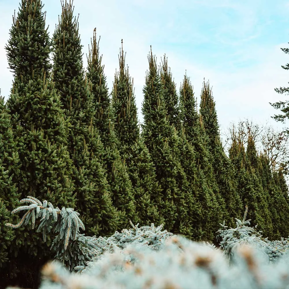 Columnar Norway Spruce (Picea abies 'Columnaris') - Narrow Upright Evergreen Conifer