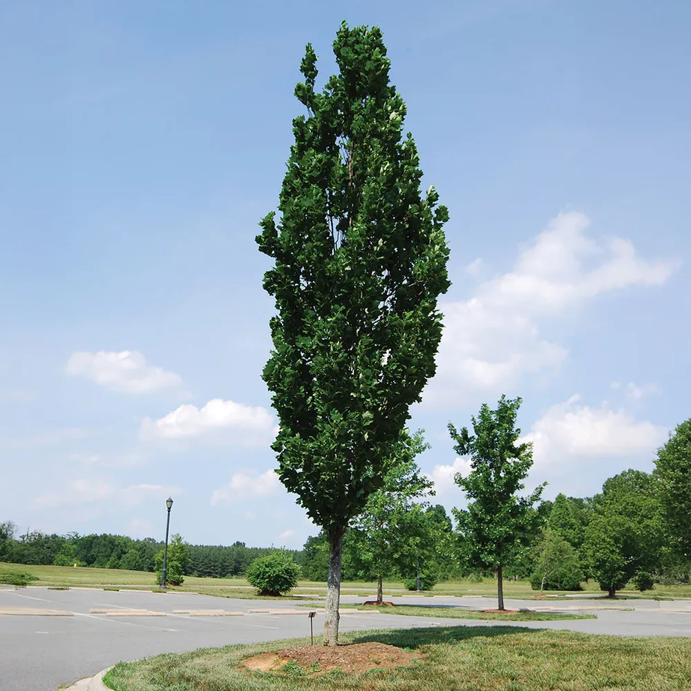 Arnold Tuliptree (Liriodendron tulipifera) Deciduous Ornamental Shade Tree