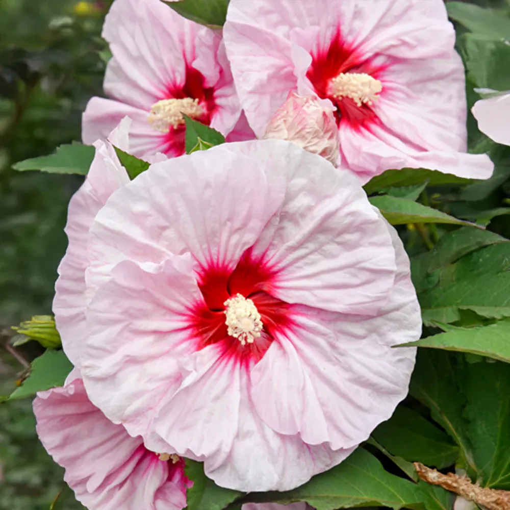 Summerific® ‘All Eyes on Me’ Hibiscus - Hardy Perennial Flowering Shrub