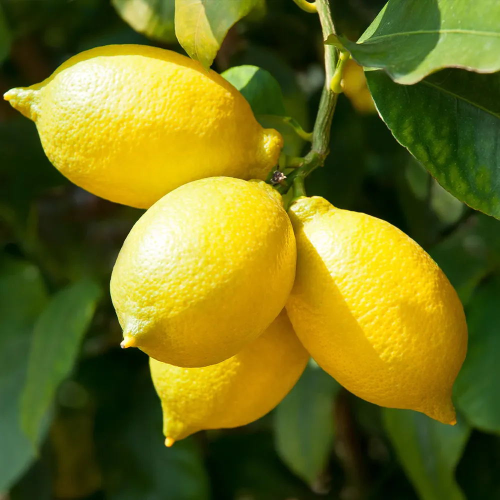 Santa Teresa Lemon Tree - Live Citrus Plant for Indoor and Outdoor Gardening